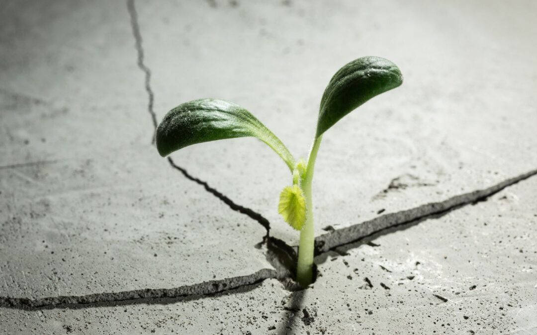Making grey cities greener