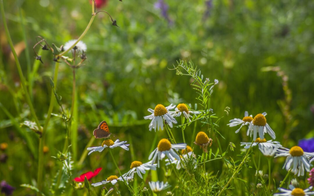 Protecting ecosystems across borders