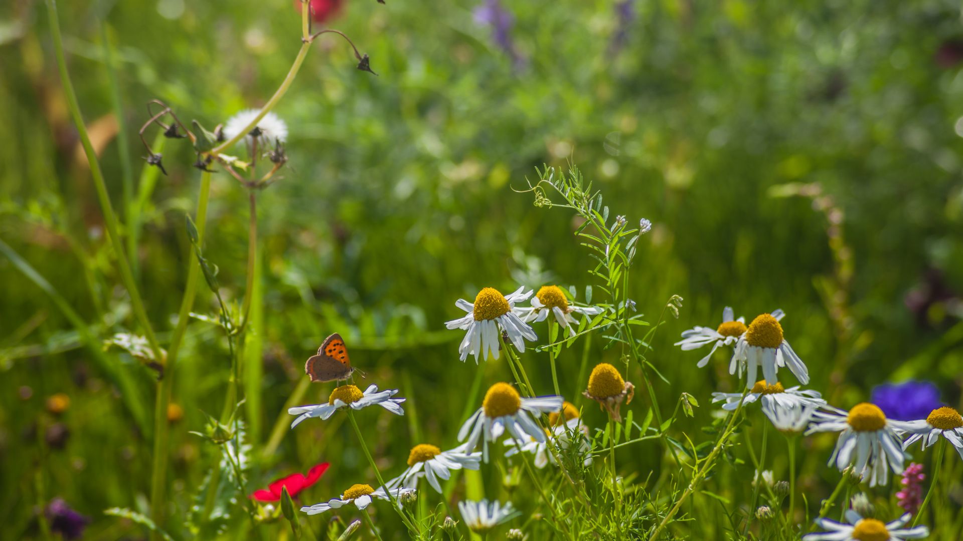 Protecting ecosystems across borders