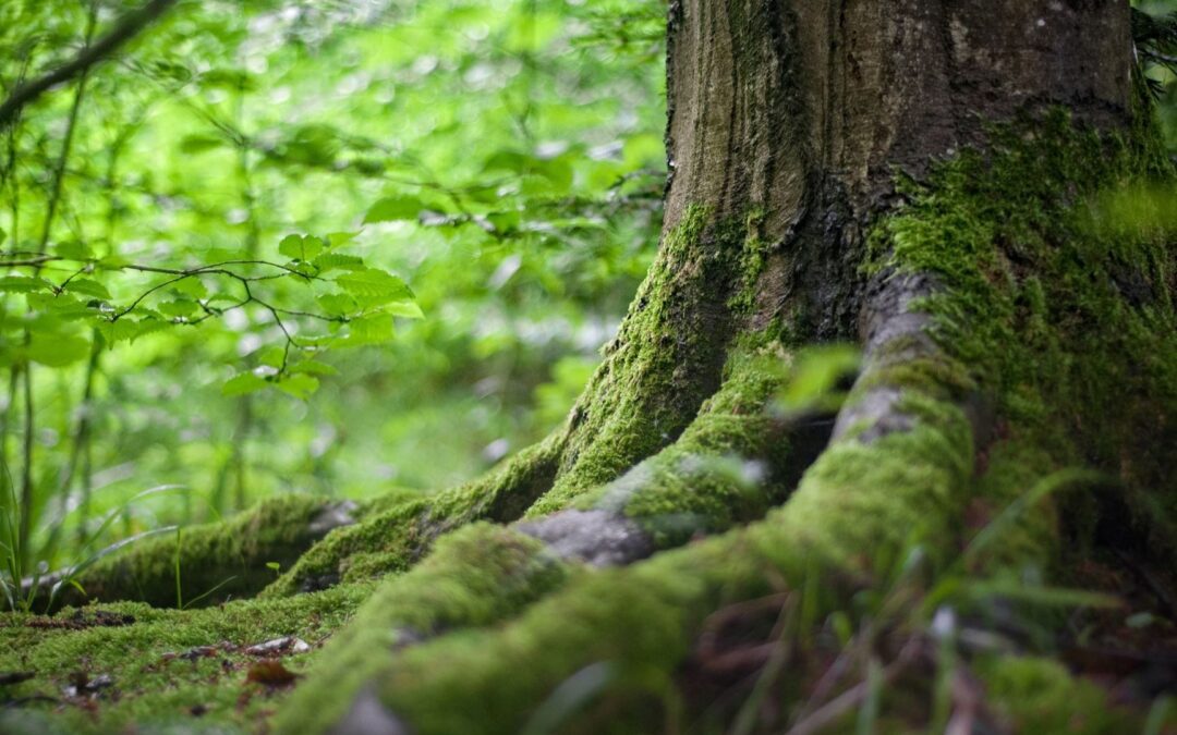 Keeping forests healthy and functional
