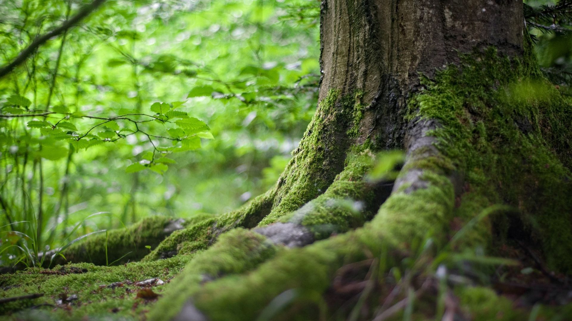 Keeping forests healthy and functional