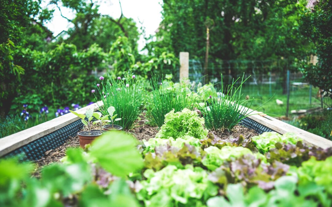 Promoting urban farming in central Europe