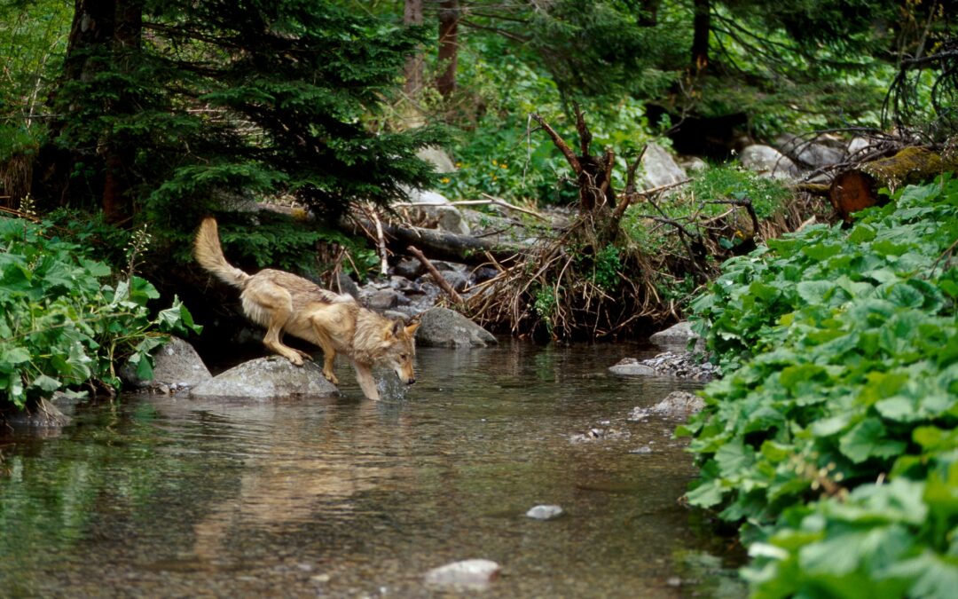 Improving life with large carnivores