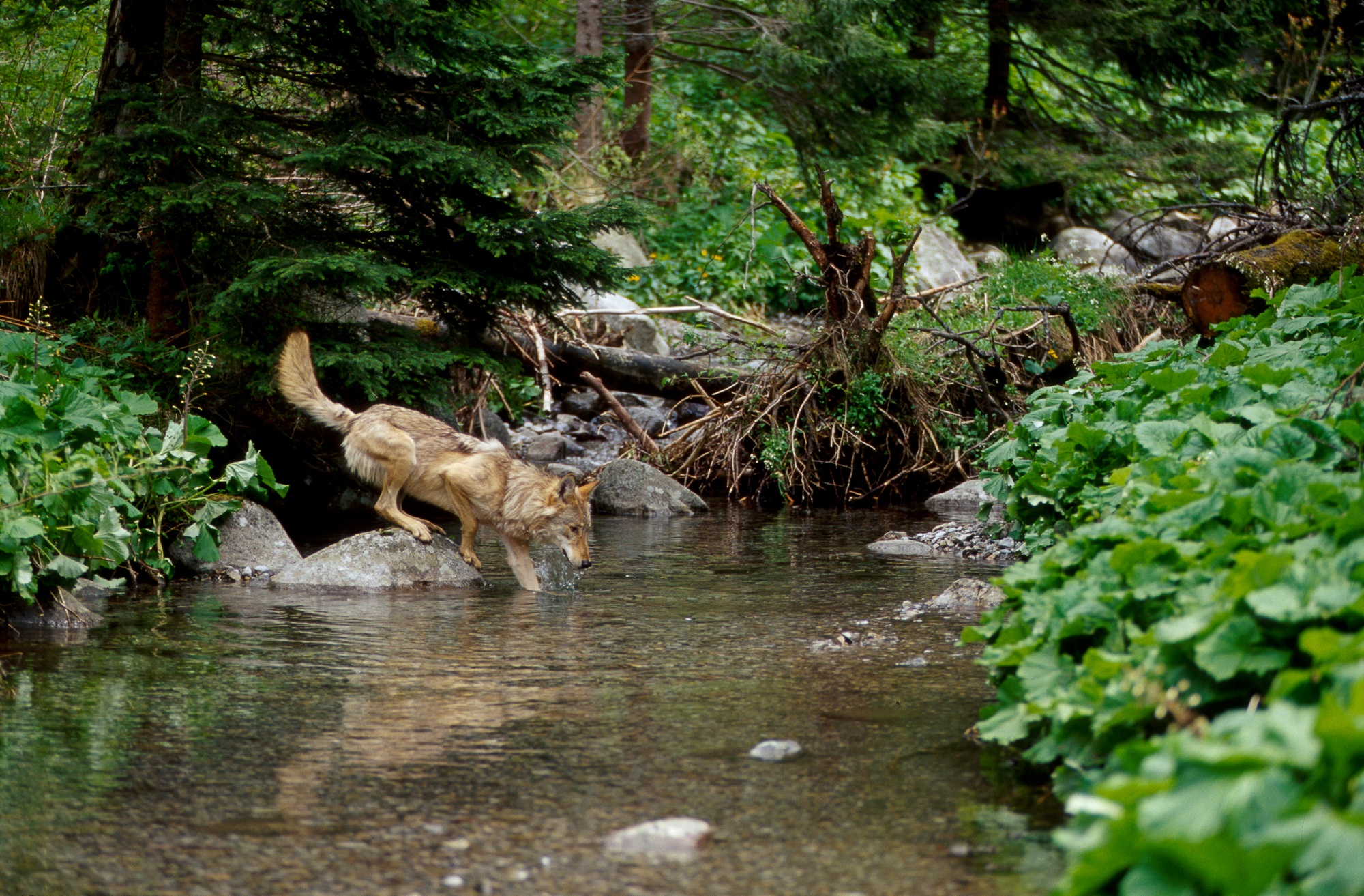 Improving life with large carnivores