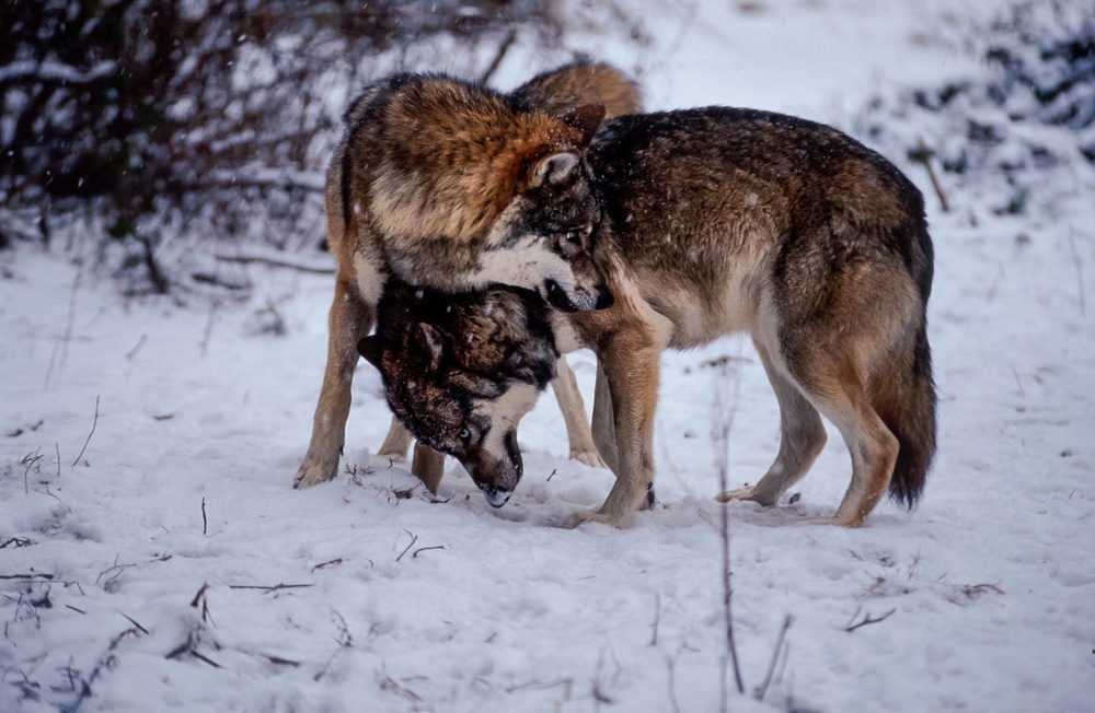 Joint conference on large carnivore management – cooperation between the Alpine and the Carpathian regions