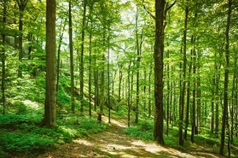 Green forest