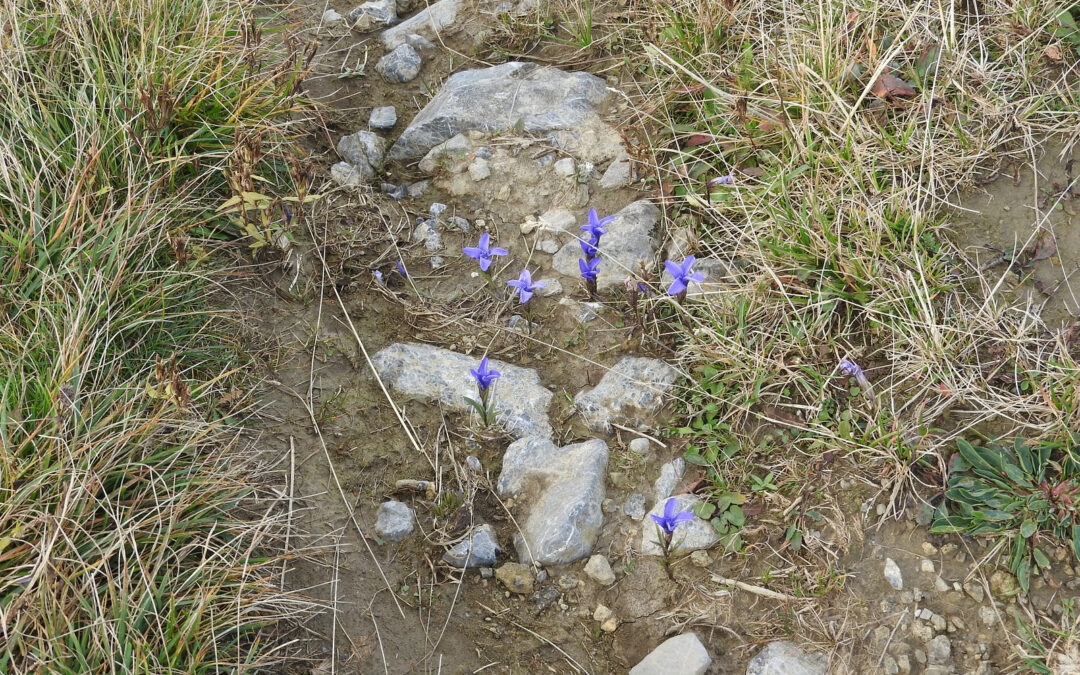 Site-specific analyses at pilot sites are ongoing