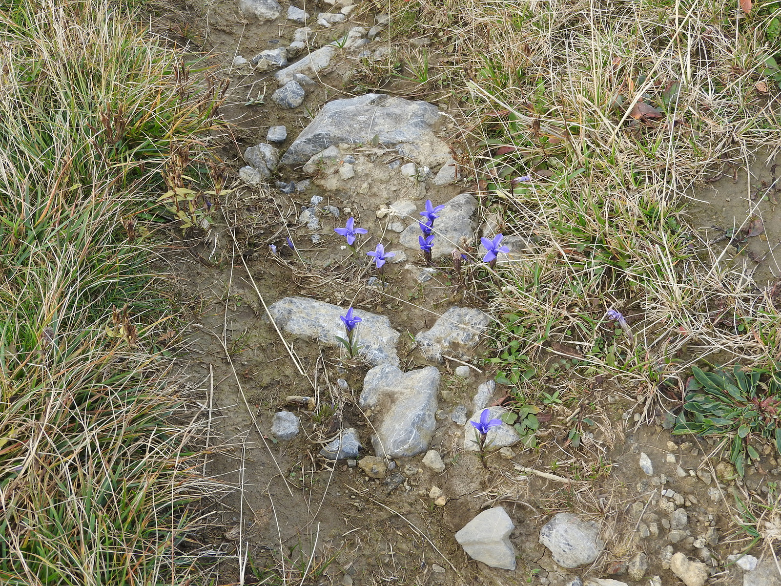 Site-specific analyses at pilot sites are ongoing