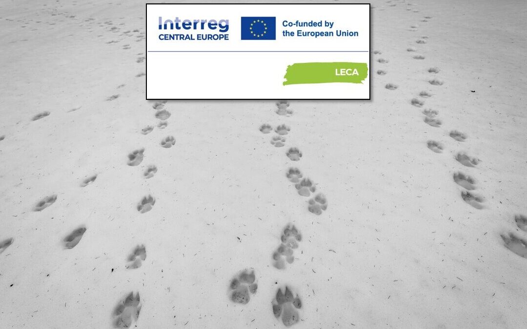 Cross-border monitoring of large carnivores in the Beskydy-Kysuce pilot area