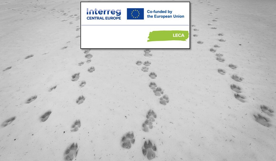 Cross-border monitoring of large carnivores in the Beskydy-Kysuce pilot area