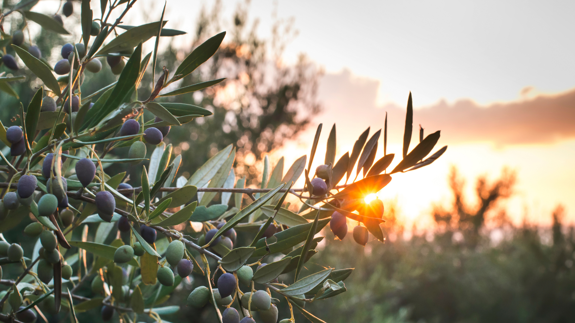Olive trees