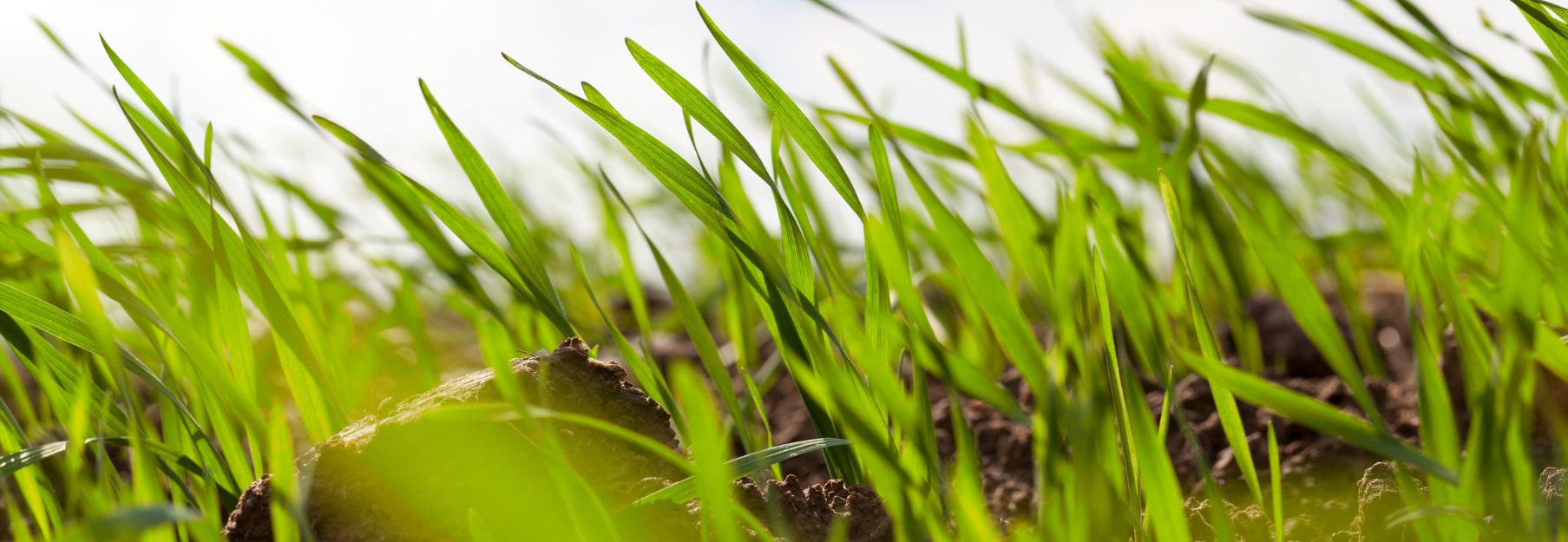 Boosting carbon farming in central Europe