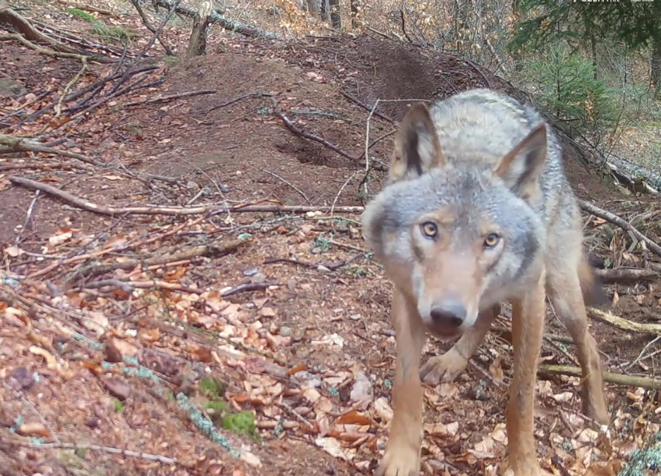 The first wolves have telemetry collars