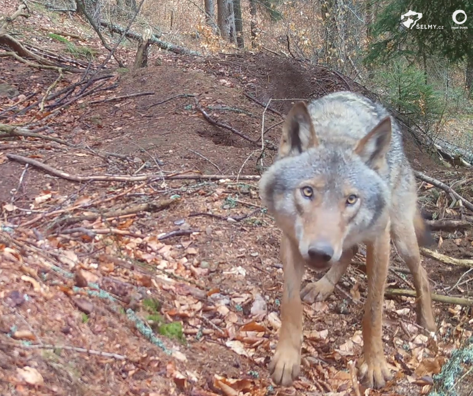 The first wolves have telemetry collars