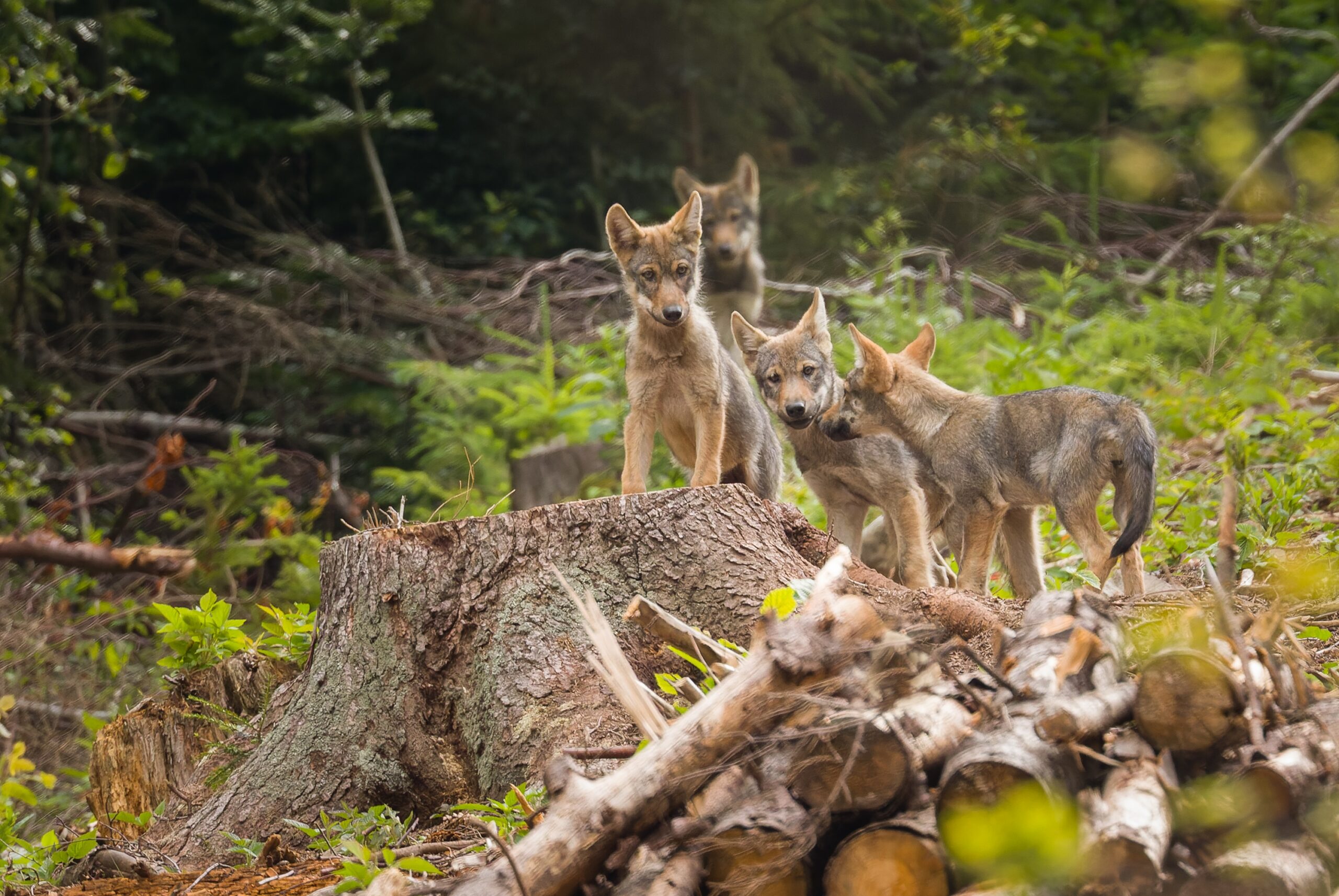 Wolf pups