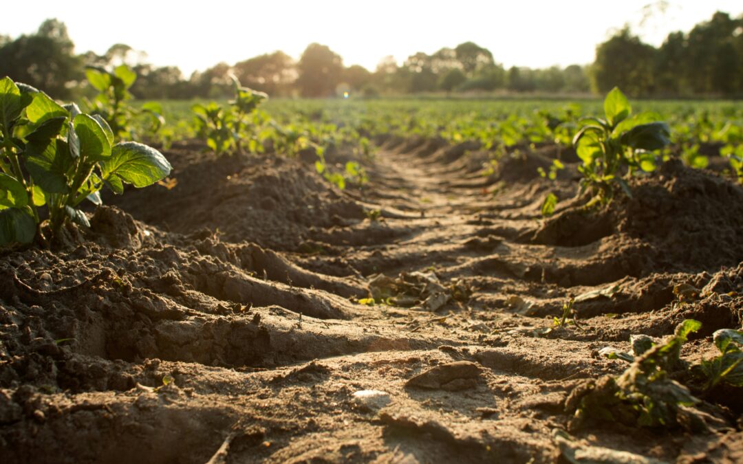 Cleaning up contaminated soils in central Europe