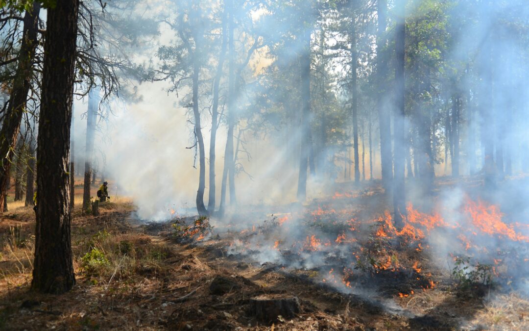 Fighting wildfires better together across borders