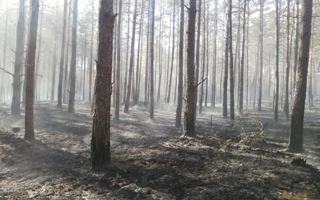 🔥 Wildfire Alert in Poland