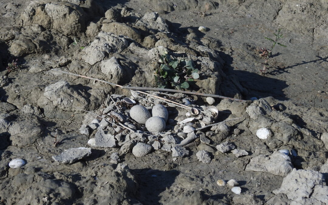 New nesting colonies on ReCo mudflats in Škocjanski zatok