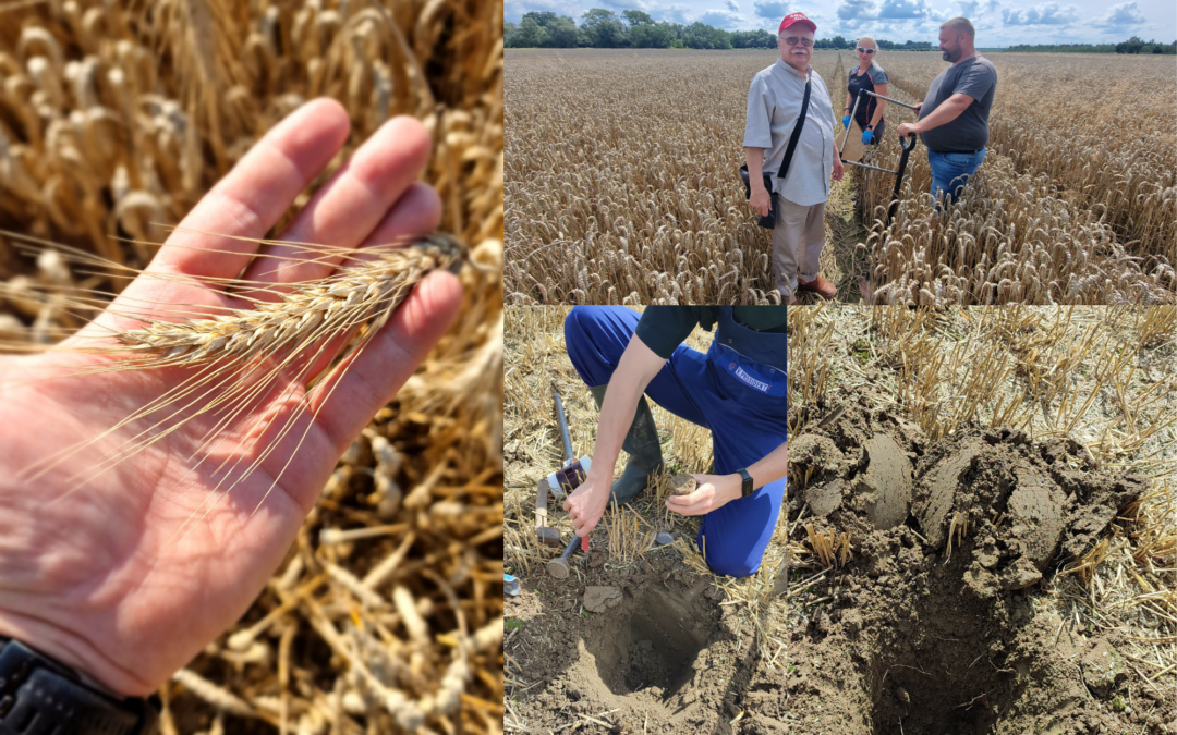 Intensive Research Period for Carbon Farming CE Project Partner During Harvest Season
