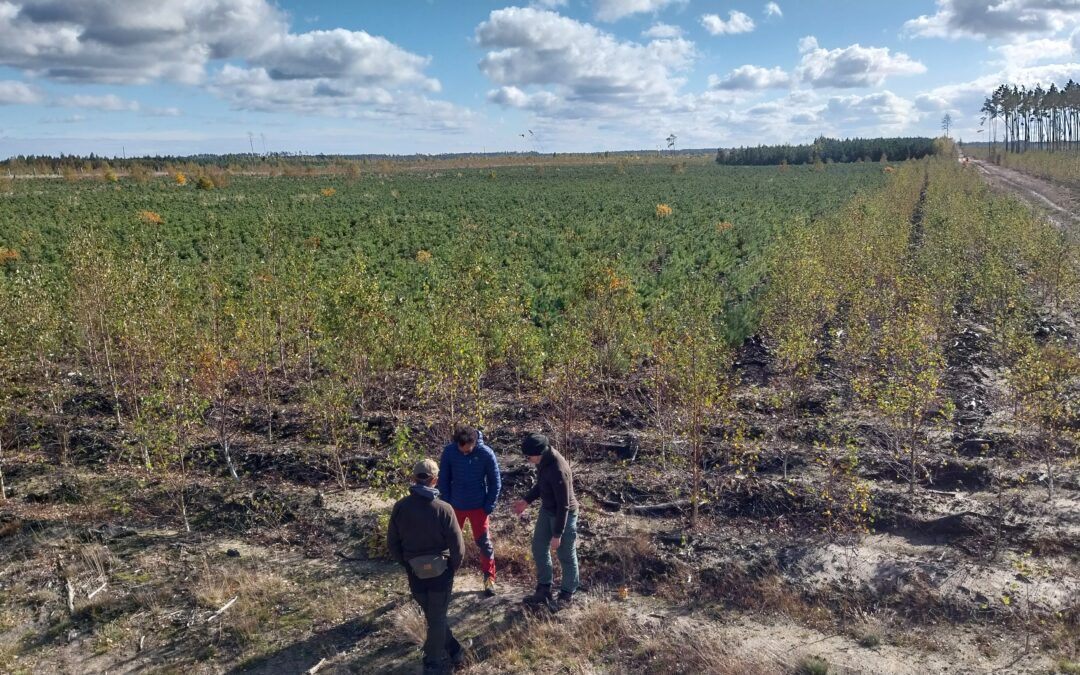 🔊 📢 Survey ⛈️ 🔥 🌳 How can we better restore forests in Central Europe?