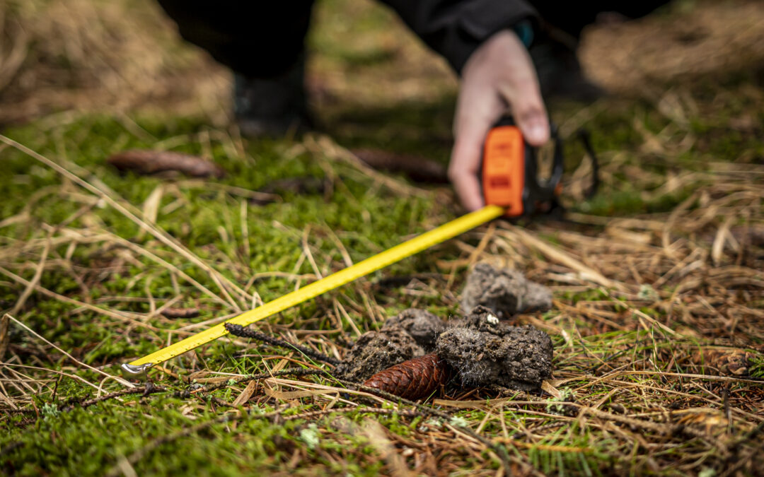 Volunteers – Their vital role in large carnivore conservation