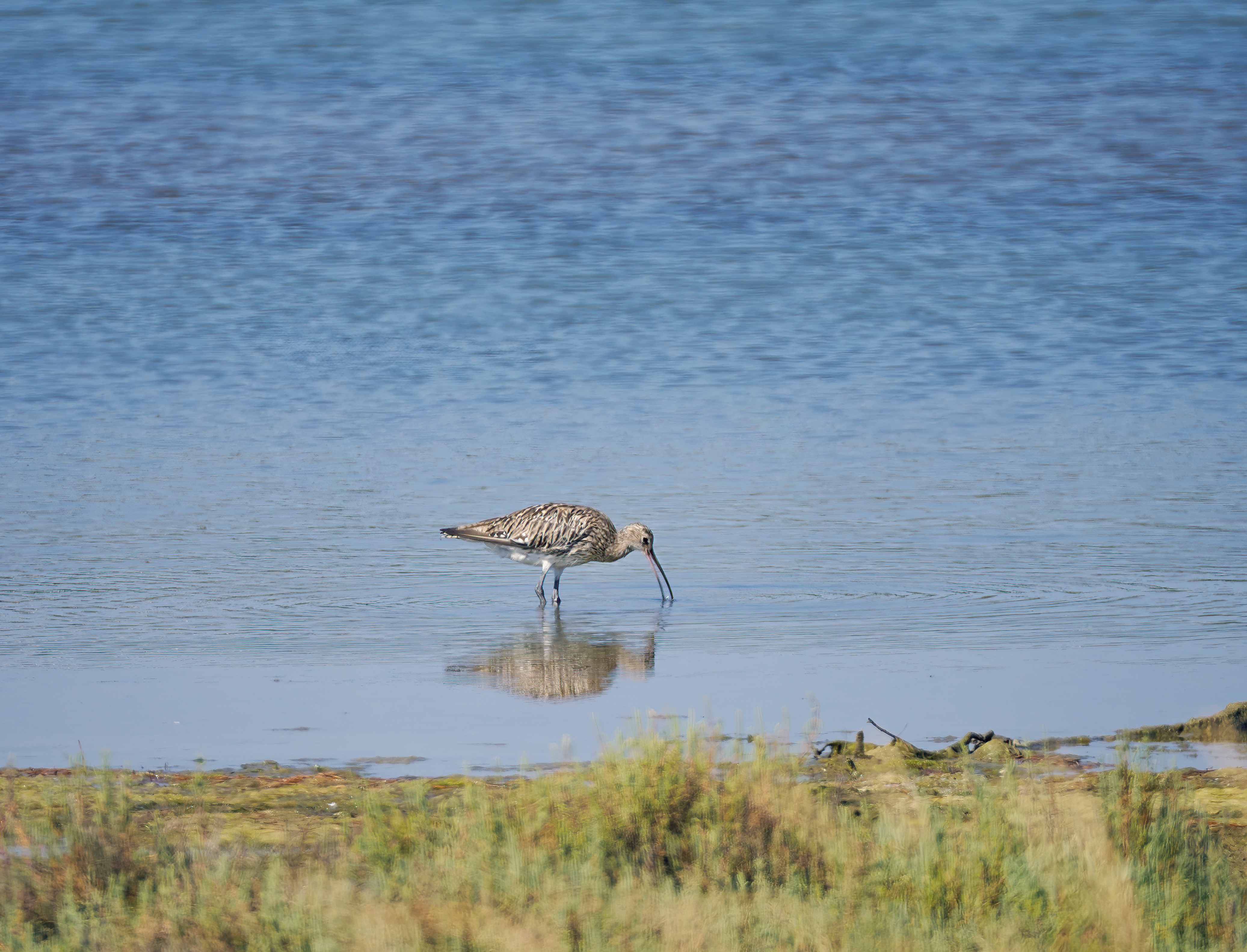 ReCo creates habitat connectivity, needed e.g. by migrating waders