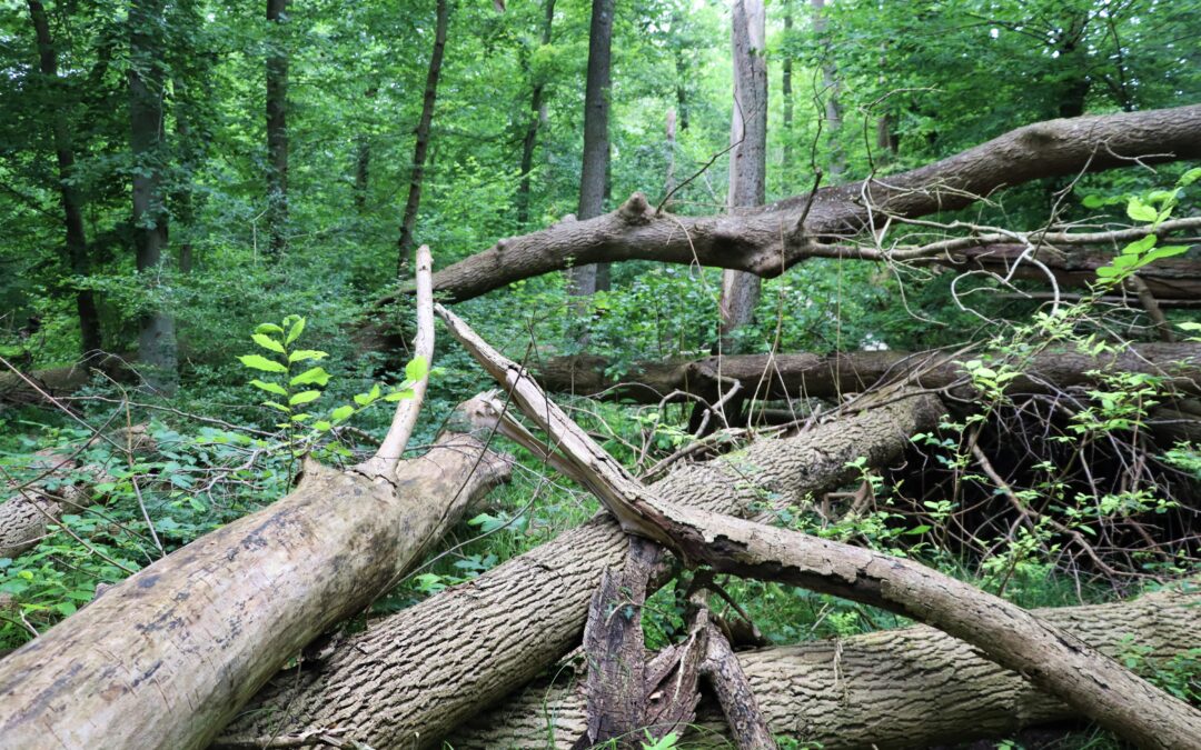 Ash dieback and  multiple reforestation approaches in Germany
