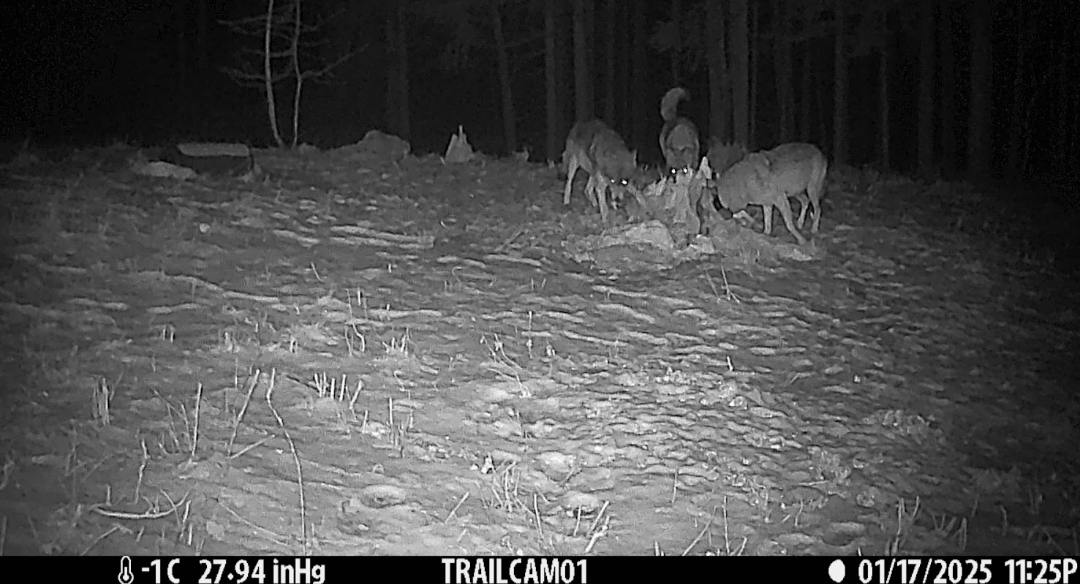 Tracking wolves across borders: How GPS telemetry helps us understand their world