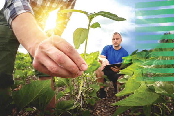 EU Vision for Agriculture and Food: a key step toward sustainable transformation