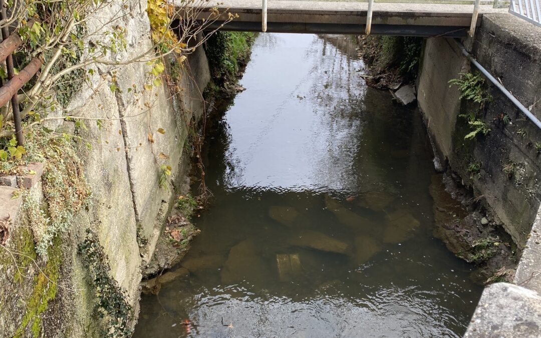 Nature-Based Rainwater Management in Ptuj: A Simple and Sustainable Solution