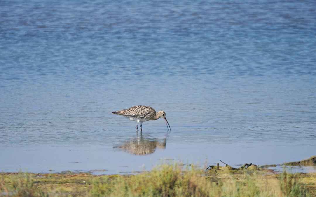 Protecting ecosystems across borders