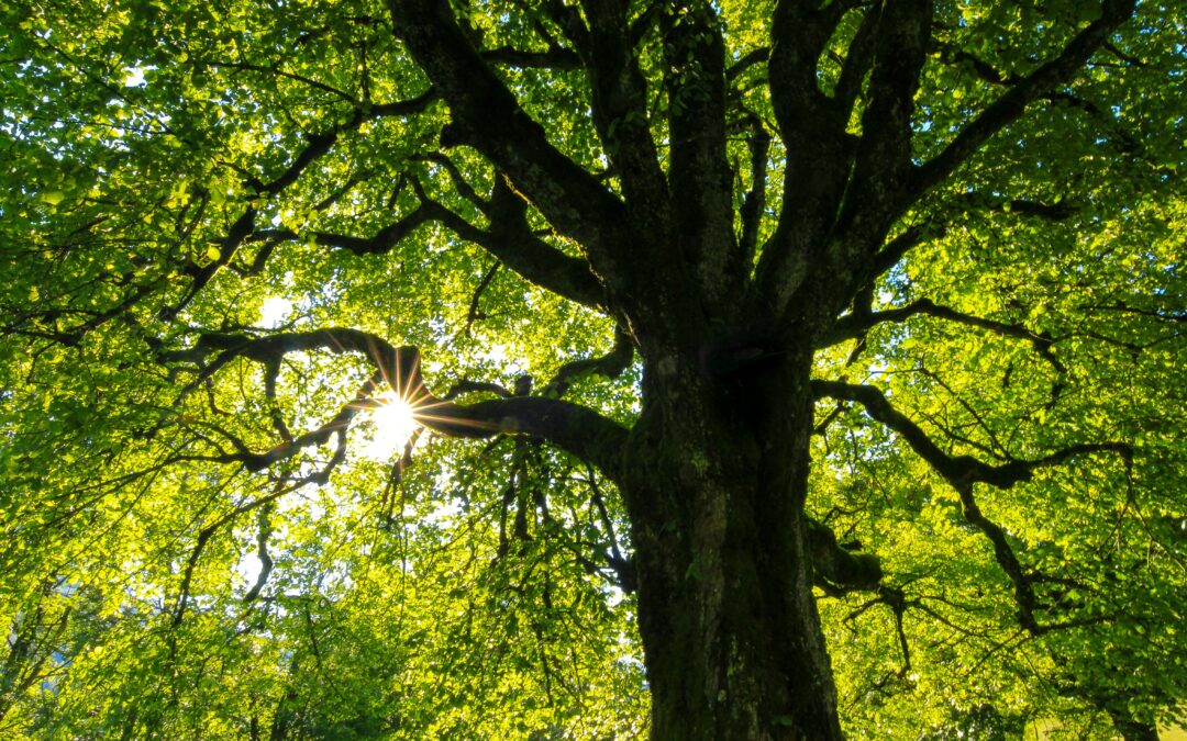 The Wonder of Trees: They Cool and Bind CO2