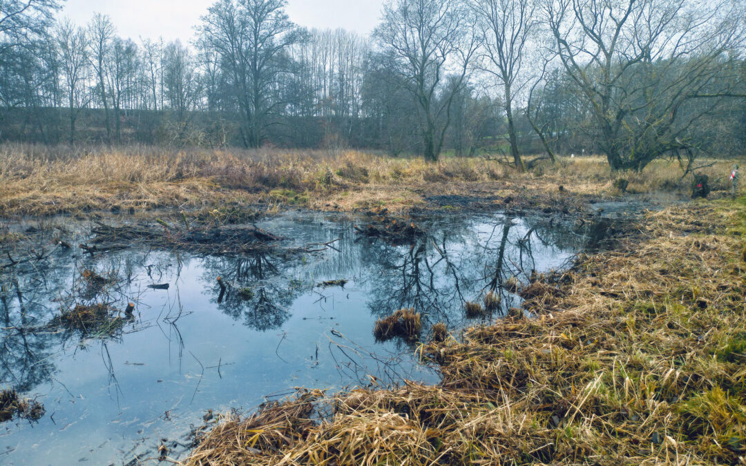 Activities from ReCo Pilot Actions: Improvement of wetlands and meadows in Smrčiny, Czech Republic