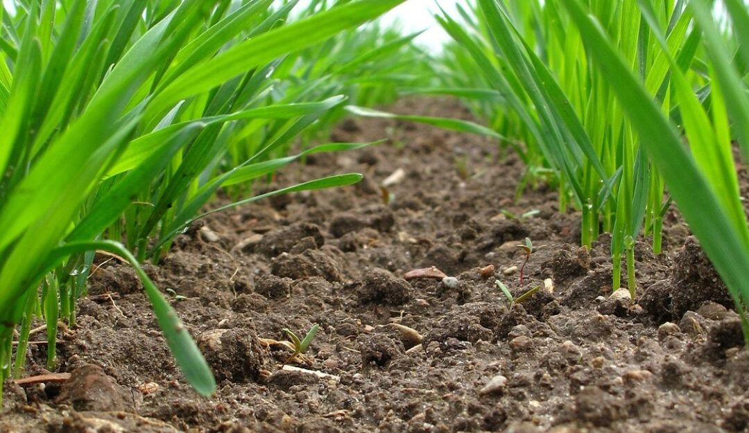 Boosting carbon farming in central Europe