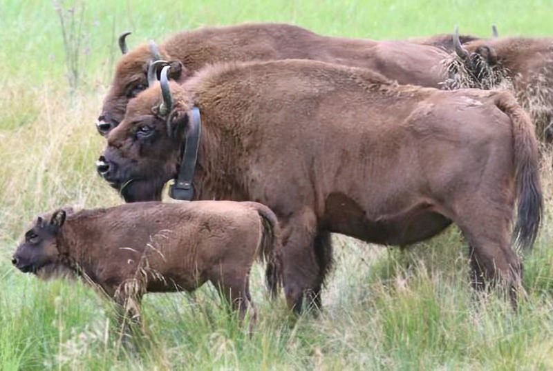 Collared European Bisons