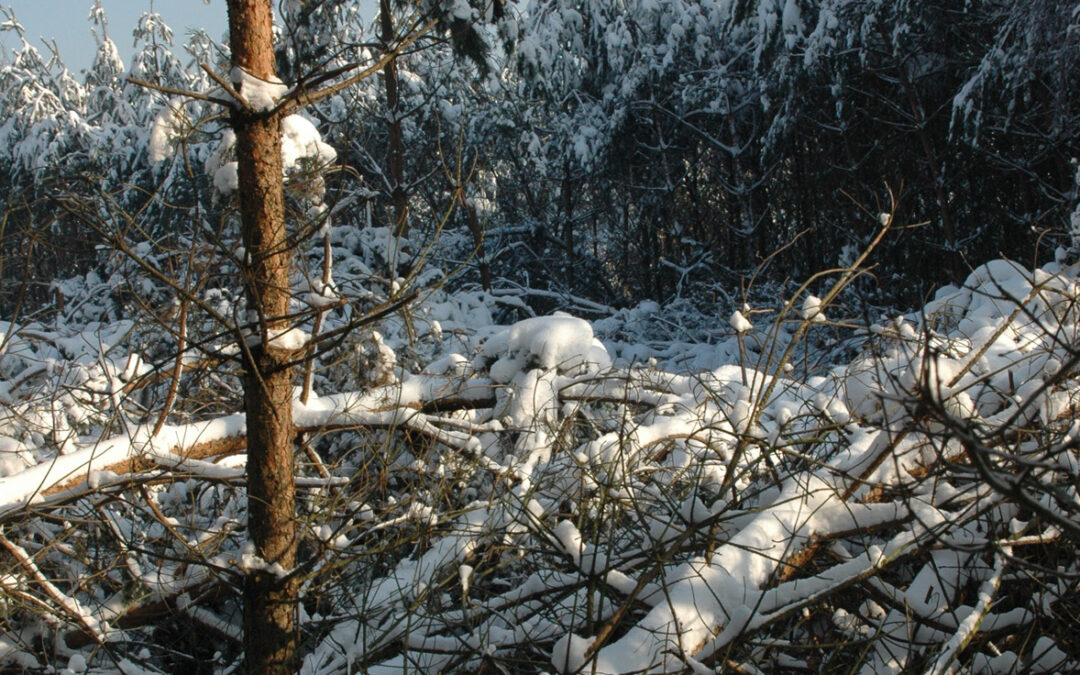 Initial assessments following the early January snowstorm in north-western Poland