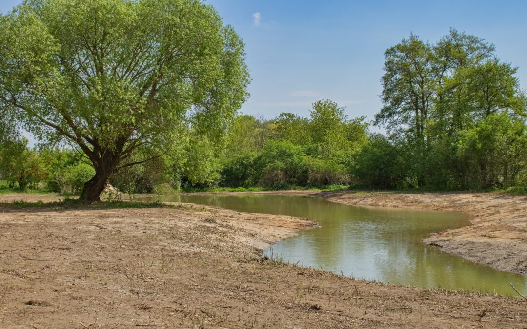 Activities from ReCo Pilot Actions: Enhancing biodiversity and connectivity in a historically wet meadow near Znojmo, Czech Republic