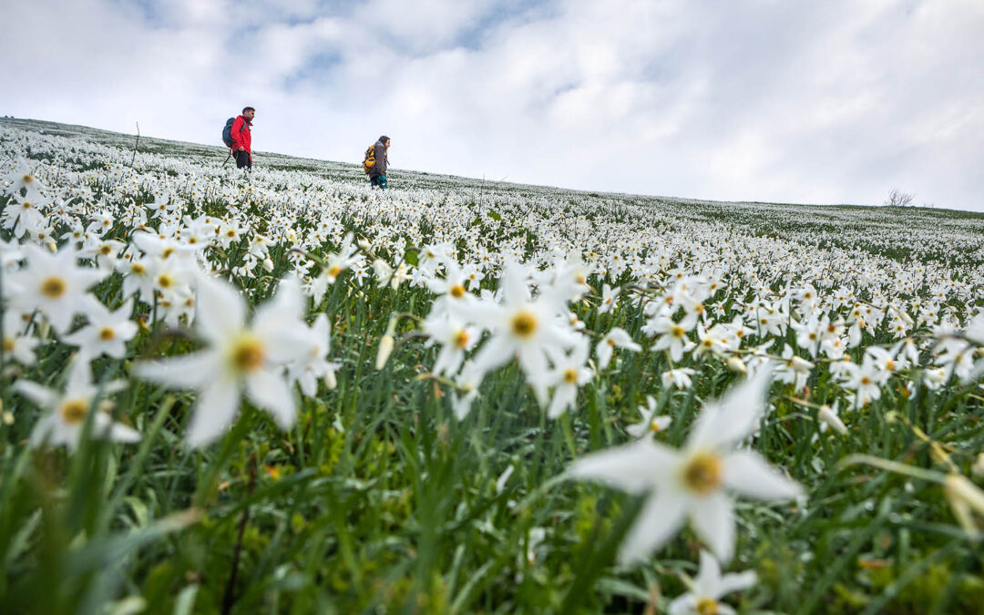 Activities from ReCo Pilot Actions: Reviving alpine meadows in the Karavanke – sustaining vibrant blooms and safeguarding endangered species, Slovenia