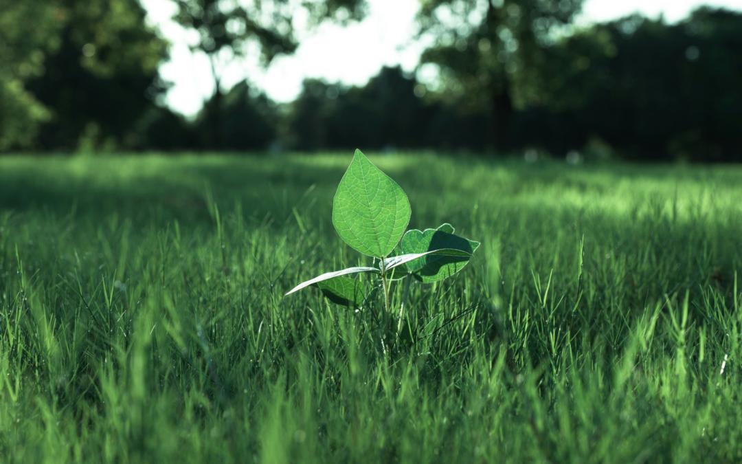 Smart Financial Instruments for the Twin Transition: Green and Digital Innovation