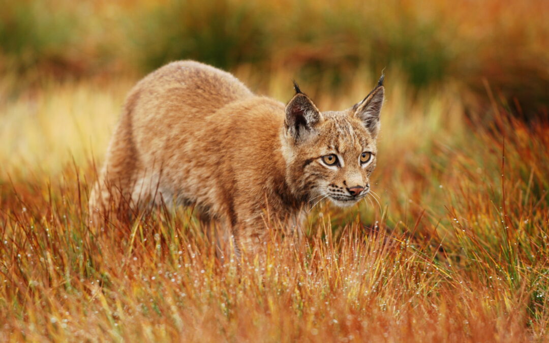 Conservation experts are meeting in Slovakia