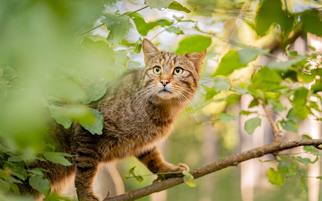 Activities from ReCo Pilot Actions: Telemetry study on the European Wildcat in Thayatal National Park, Austria