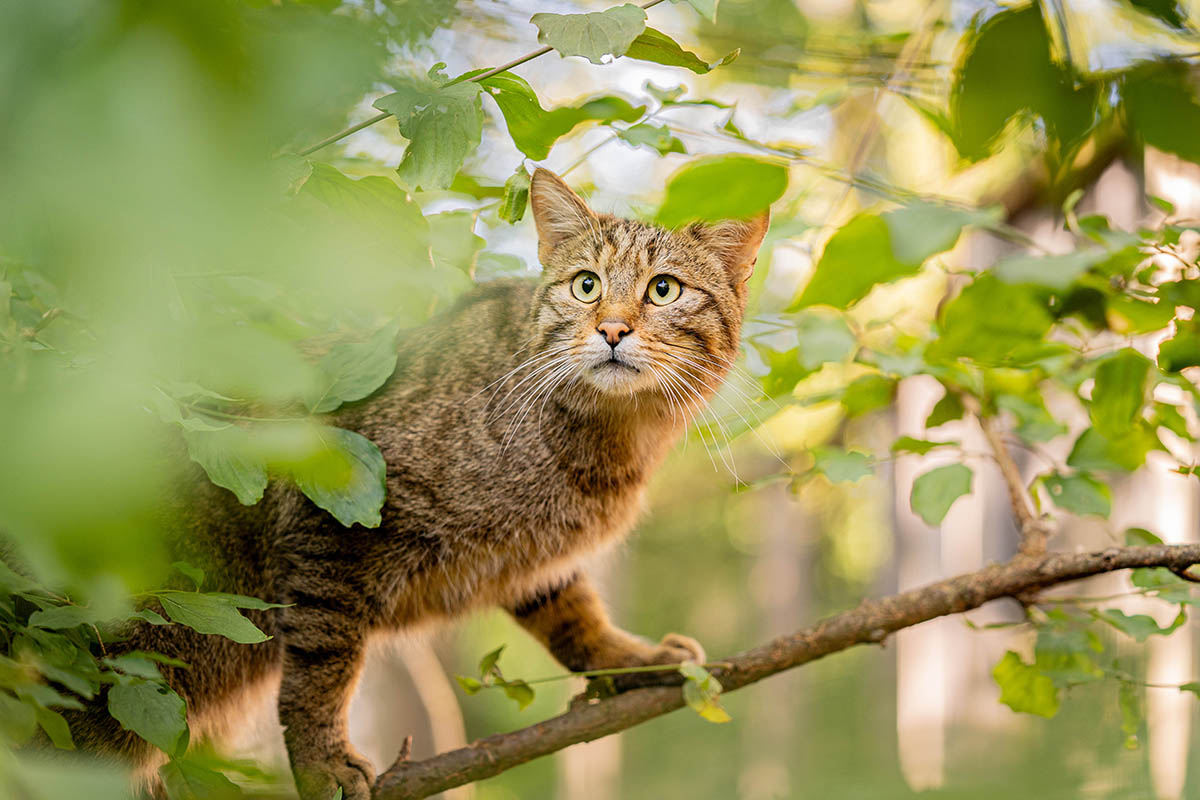 Wildcat