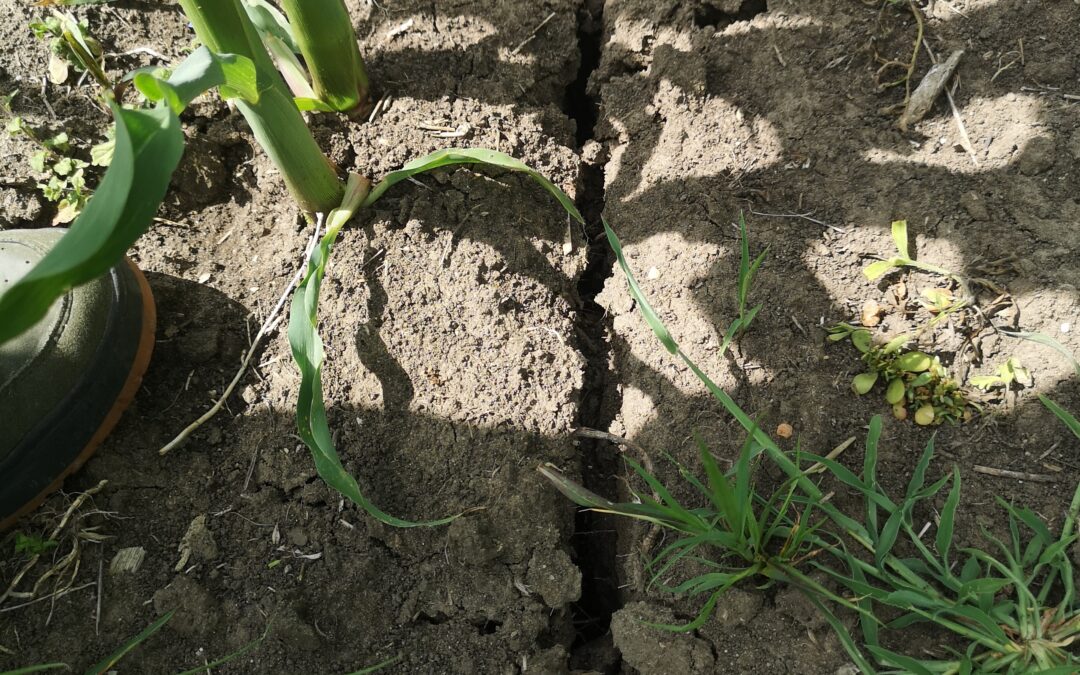 Still ongoing drought period in Slovakia