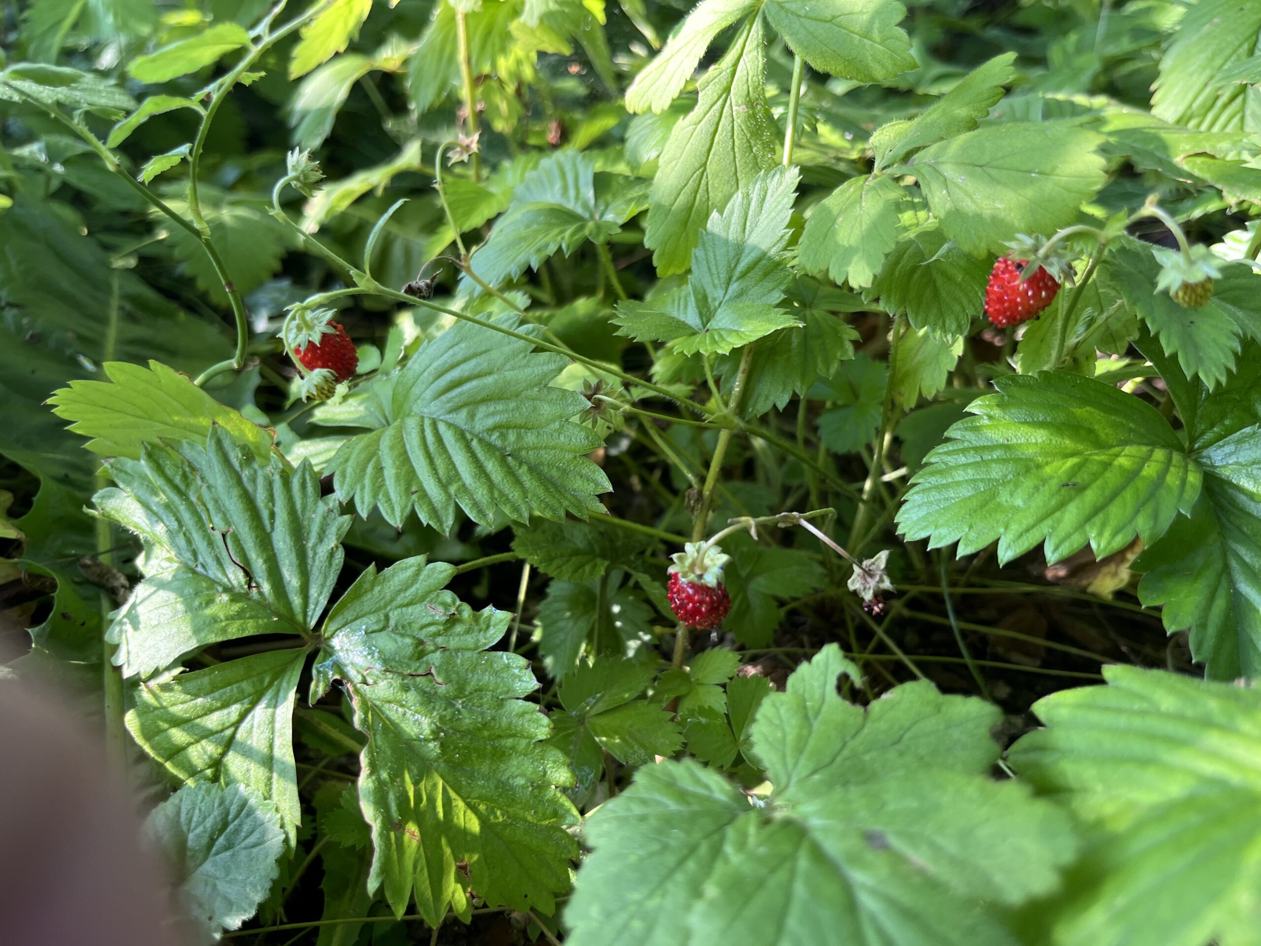 Cracow plot garden