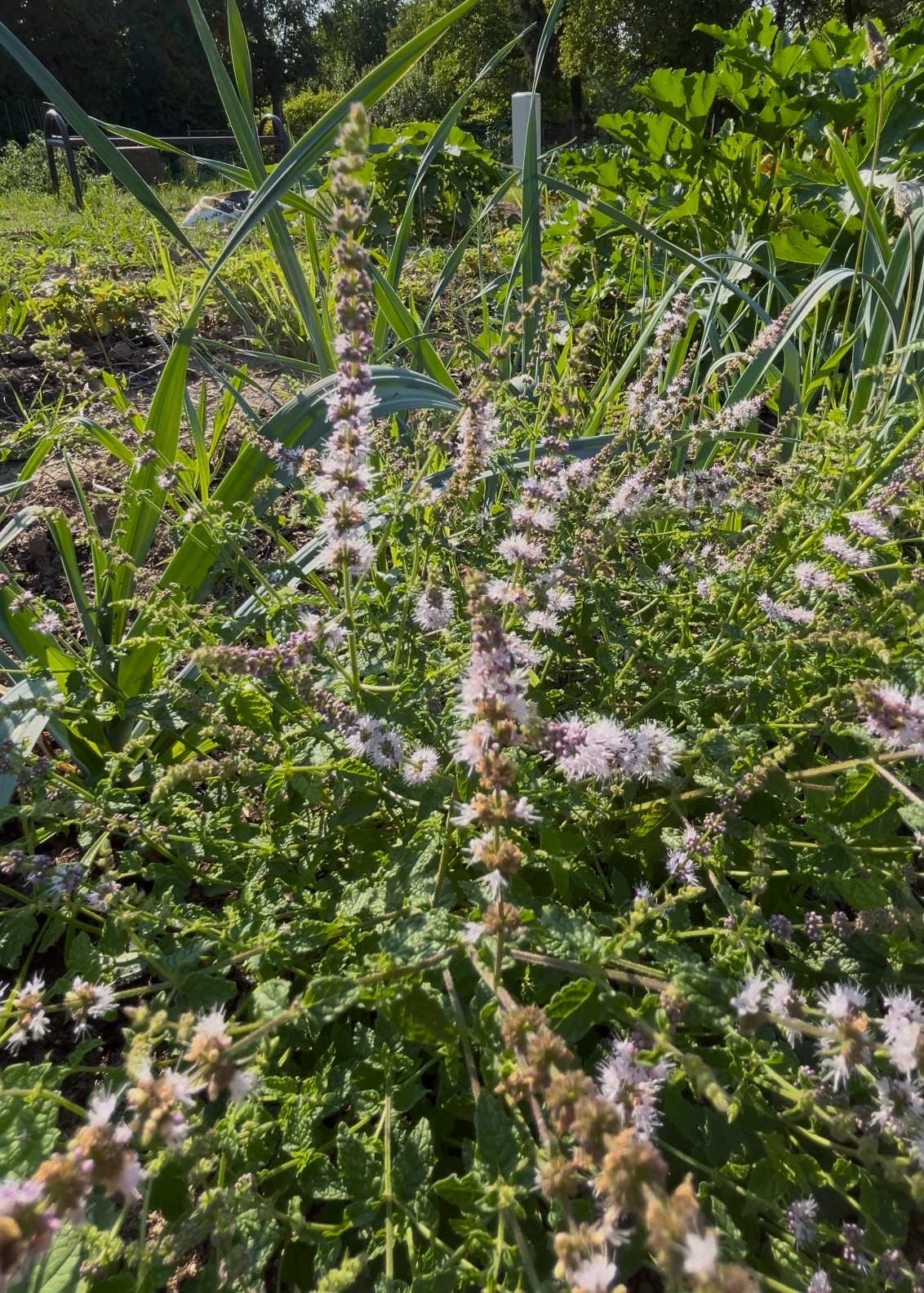 Cracow plot garden