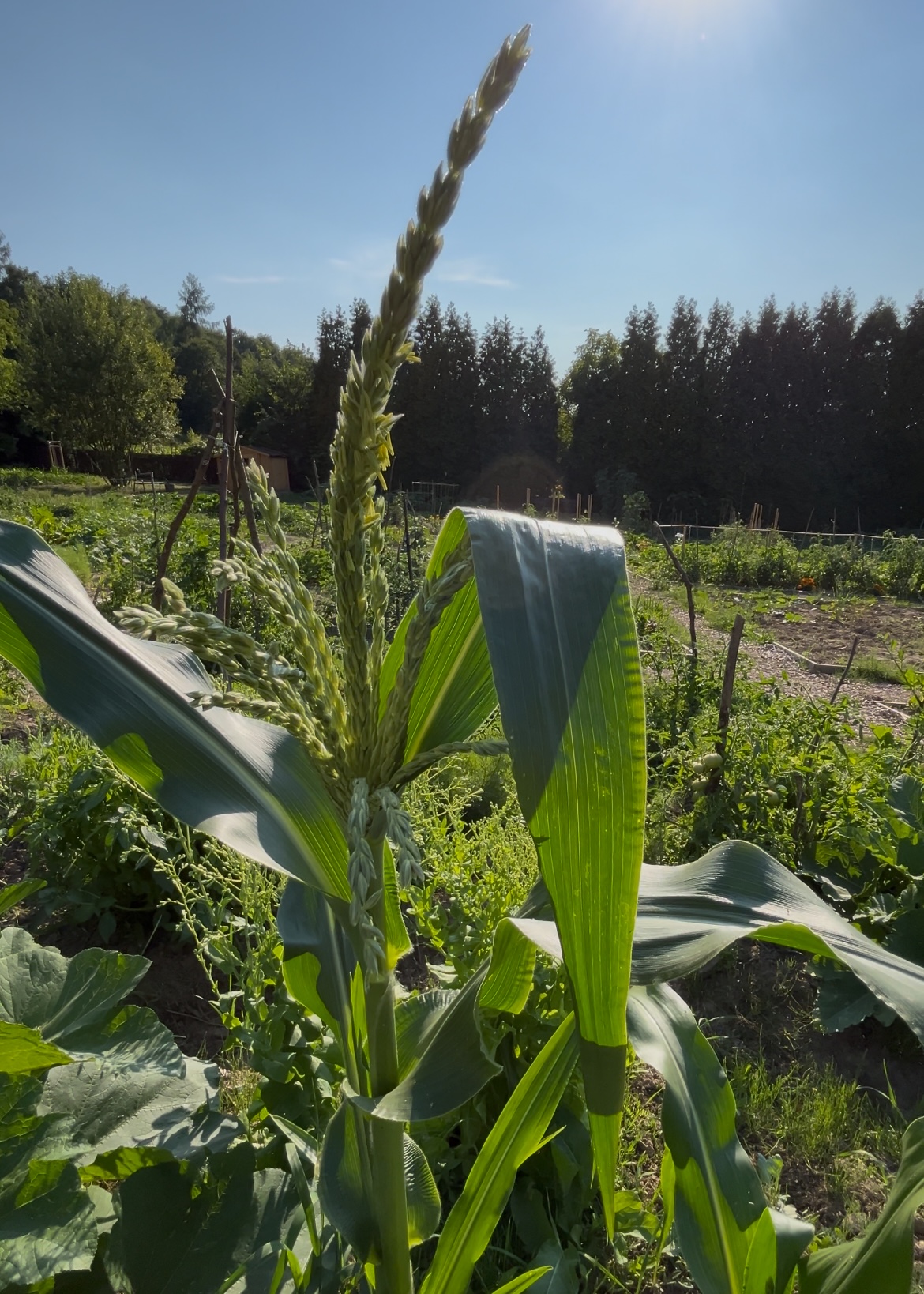 Cracow plot garden