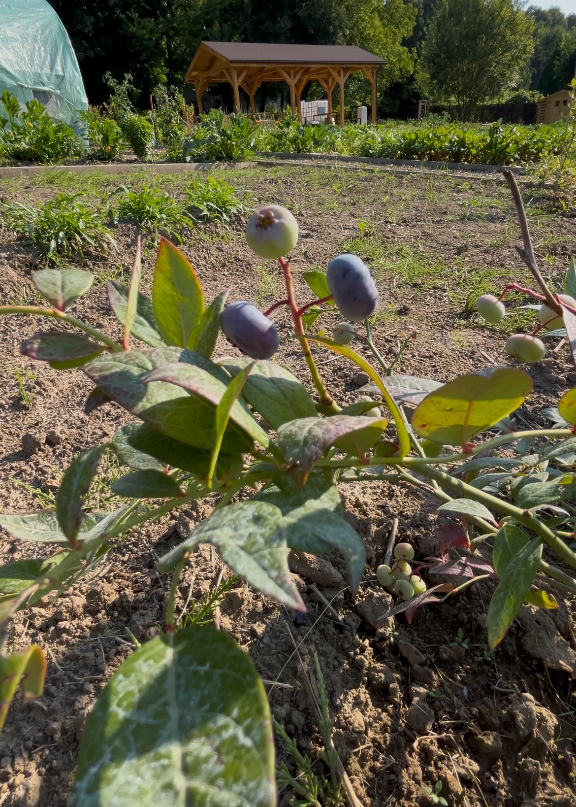 Cracow plot garden