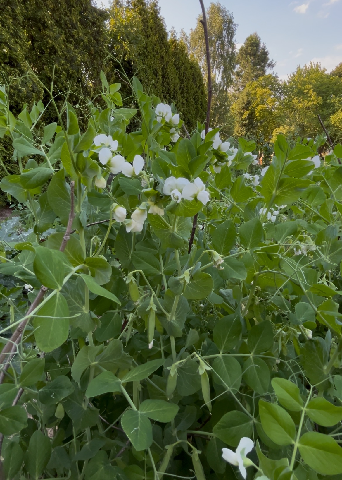 Cracow plot garden