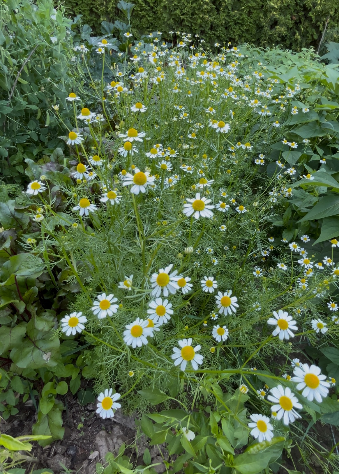 Cracow plot garden
